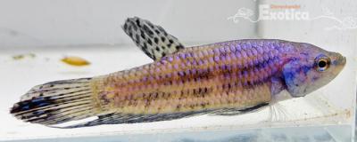 betta splendens man