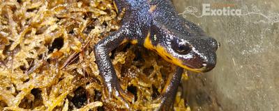 CYNOPS ENCICAUDA
