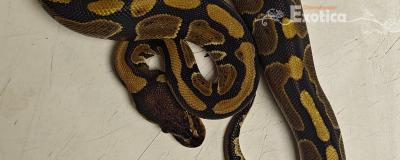 python regius