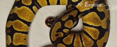 python regius