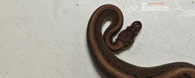 python regius