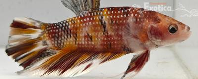 betta splendens man