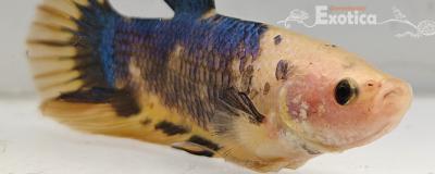 betta splendens man