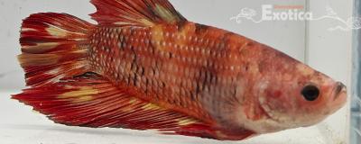 betta splendens man
