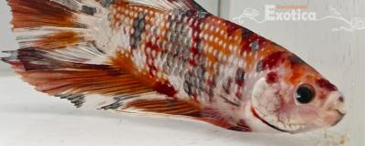 betta splendens man