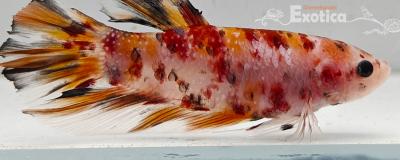 betta splendens man