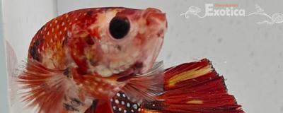 betta splendens man