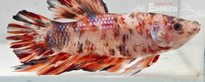 betta splendens man