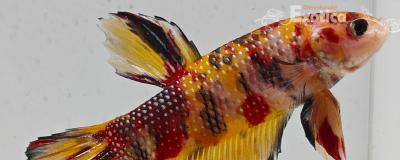 betta splendens man