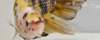betta splendens man