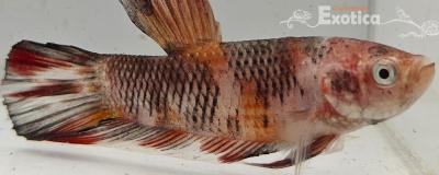 betta splendens man