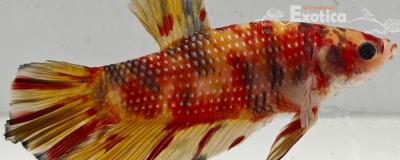 betta splendens man