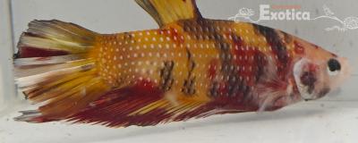 betta splendens man