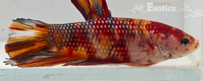 betta splendens man