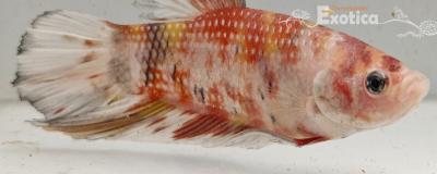 betta splendens man
