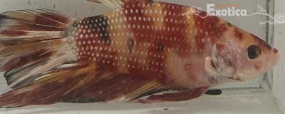 betta splendens man