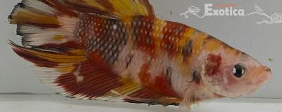 betta splendens man