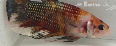 betta splendens man
