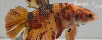 betta splendens man