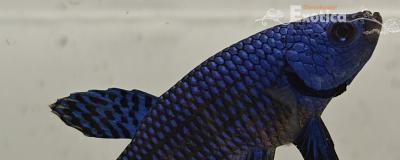 betta splendens man