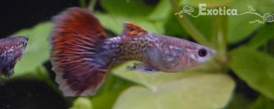 lebistes reticulatus