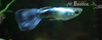 lebistes reticulatus