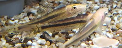gyrinocheilus aymonierii