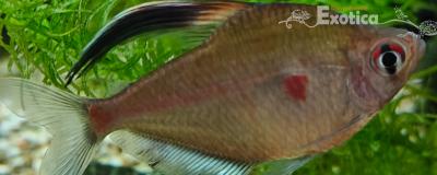 Hyphessobrycon erythrostigma