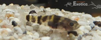 brachygobius spec
