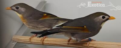 Leiothrix lutea