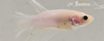 betta splendens man