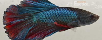 betta splendens man