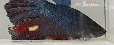 betta splendens man