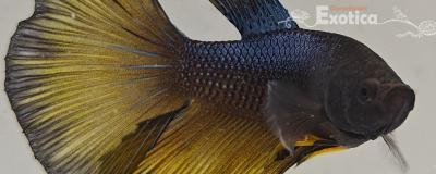 betta splendens man