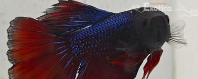 betta splendens man
