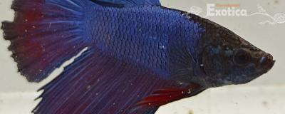 betta splendens man