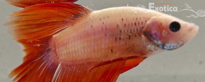 betta splendens man