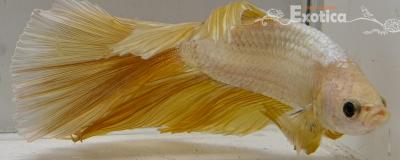 betta splendens man