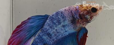 betta splendens man