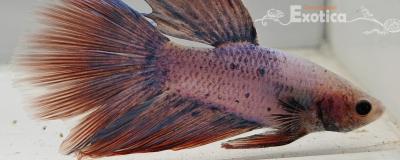 betta splendens man