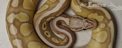 python regius