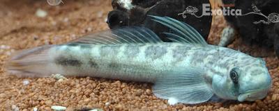 Sicyopterus microcephalus 