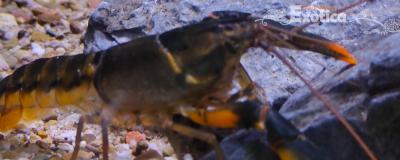 cherax snowden