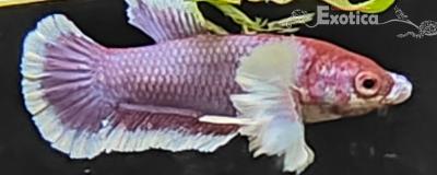 betta splendens (vrouw) dumbo ear