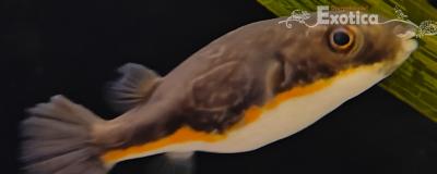Tetraodon erythrotaenia