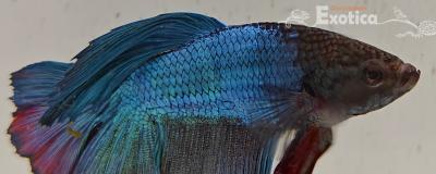 betta splendens man