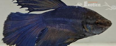 betta splendens man