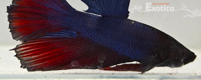 betta splendens man