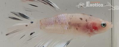 betta splendens man
