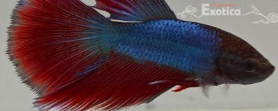betta splendens man